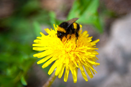 bee on flower