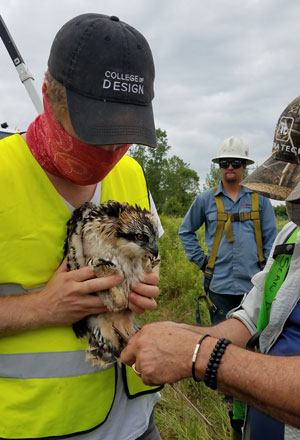 Ramsey County intern holding an osprey that's being tagged