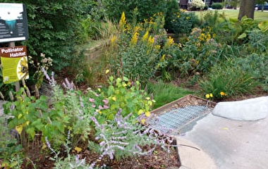 An Anoka County roadside rain garden