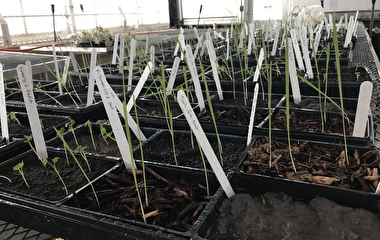 Tray of soil samples with small green plants growing in them