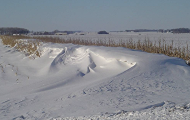 Standing corn row half-buried in drifted snow