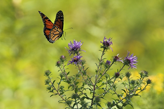 Monarch butterfly landing on a purple flower