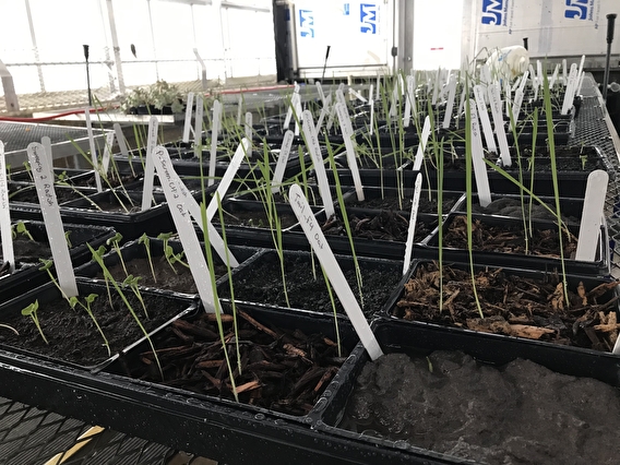 Tray of soil samples with small green plants growing out of them