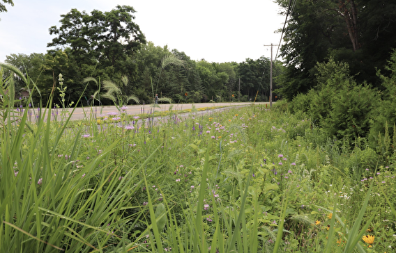 Green plants growing along a roadside